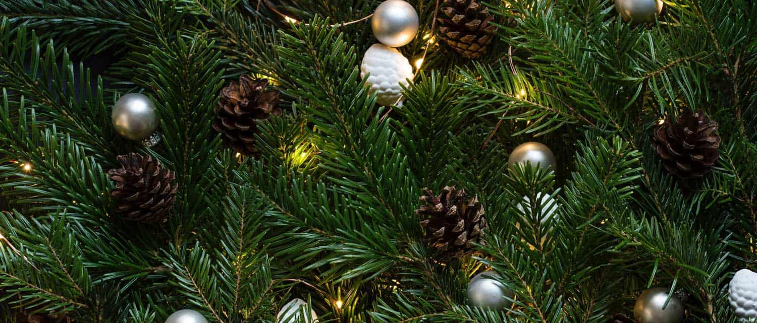Different Types Of Christmas Trees Useful Pros, Cons, & Tips Toemar