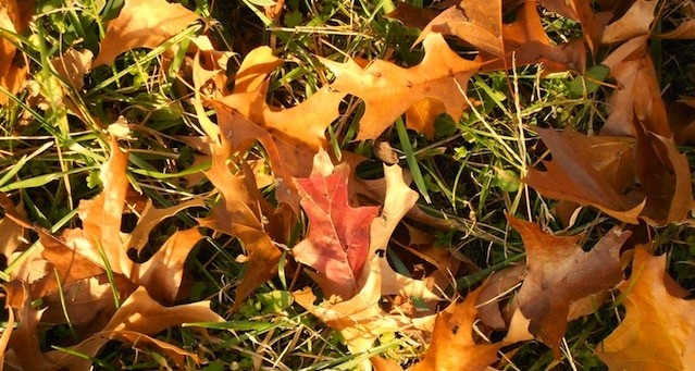 Autumn-leaves-on-lawn-preaparing-lawn-in-fall