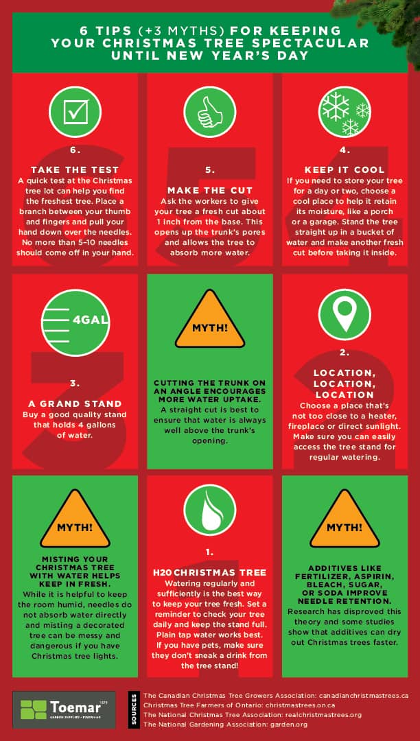 tips and myths to keeping your Christmas tree alive