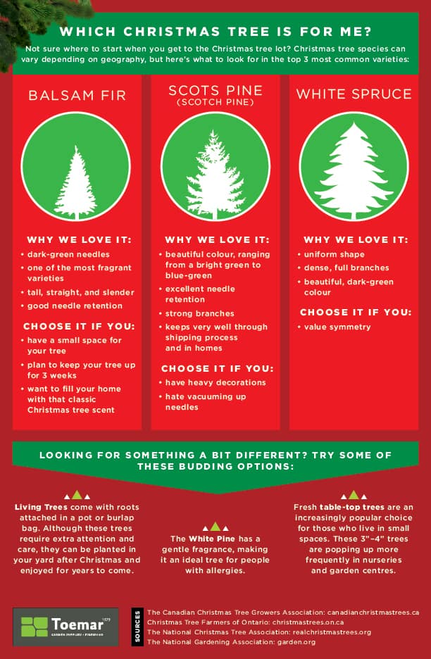 guide-to-selecting-the-right-christmas-tree