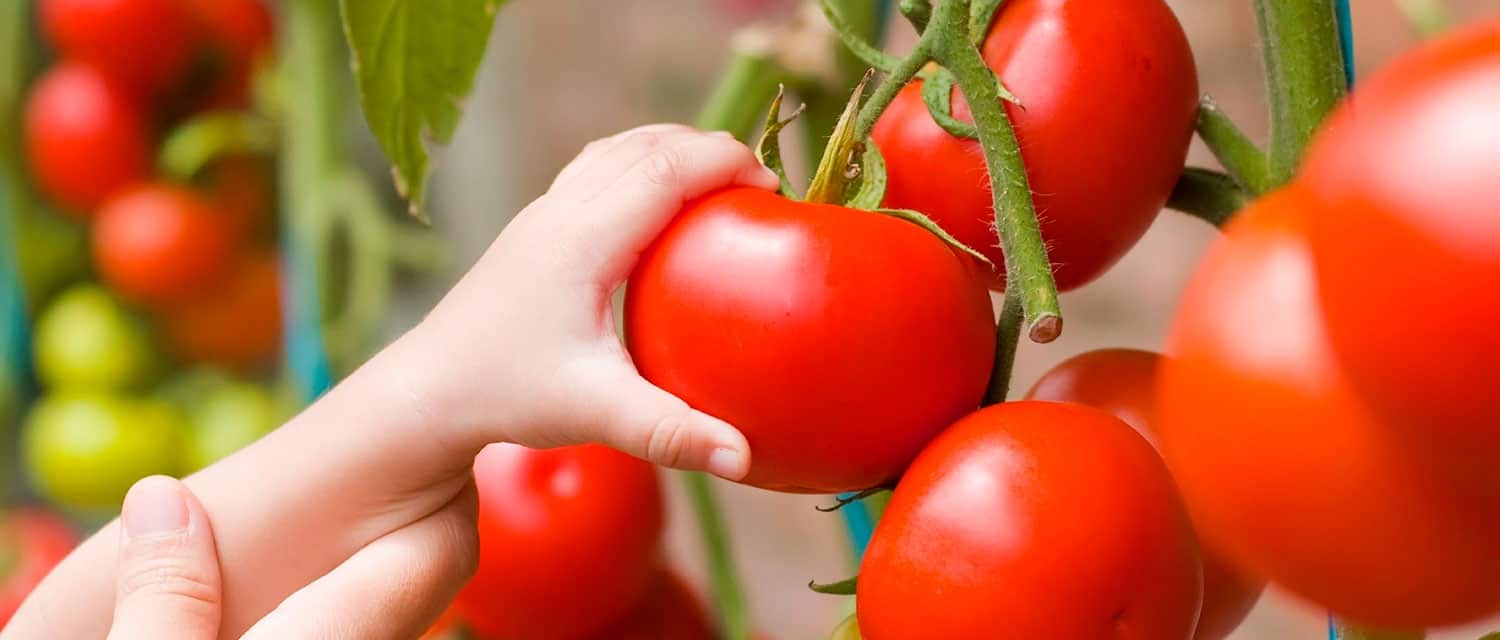 homegrown-tomatoes-mississauga
