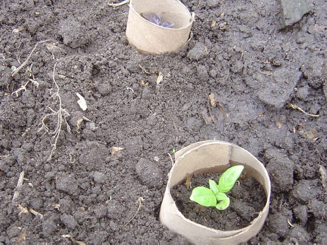 protecting-from-cutworm