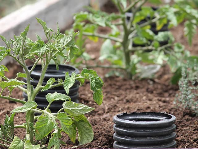 tomato-irrigation-deep-watering