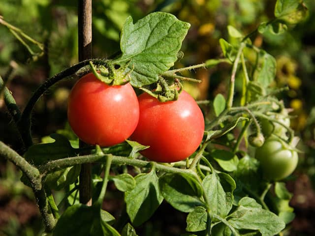 tomato-plant-location