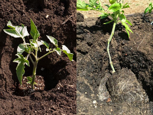 tomato-planting-more-roots