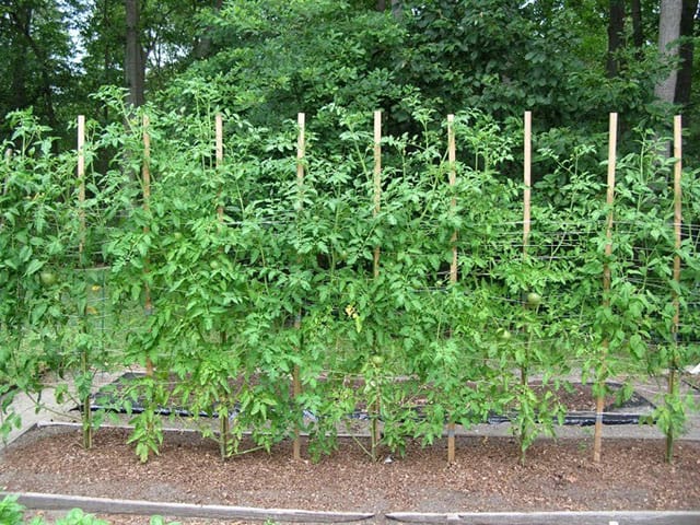 tomato-staking