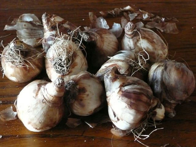 storing-bulbs-for-winter