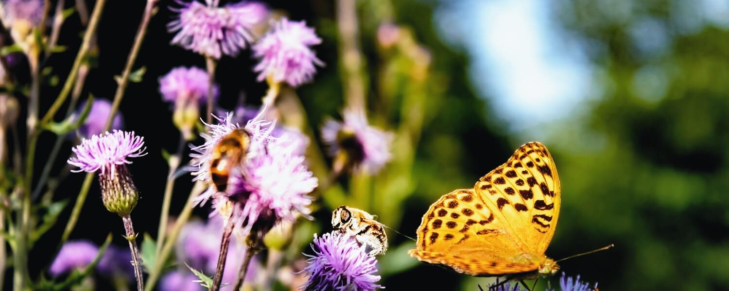 attracting-bees-butterfiles-to-your-garden