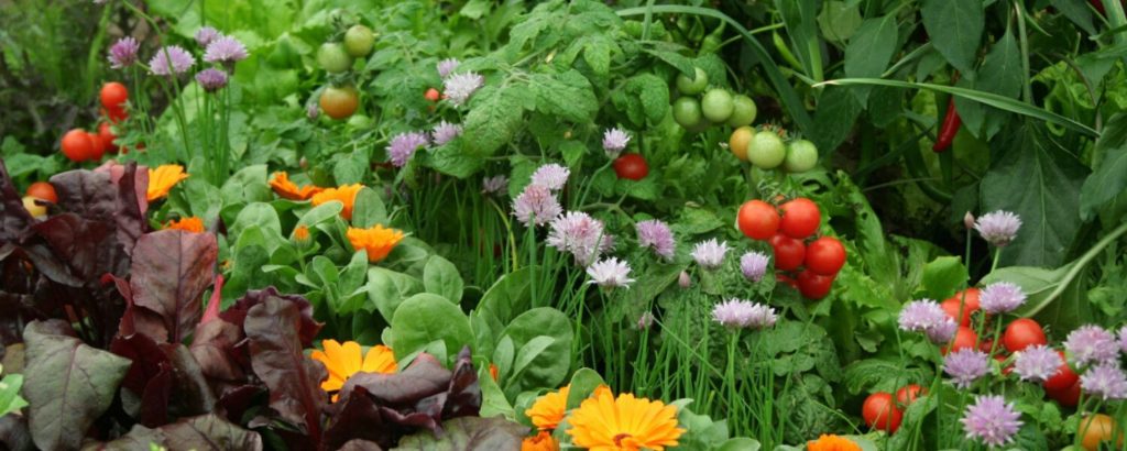 edible-landscape-with-ornamentals-flowers