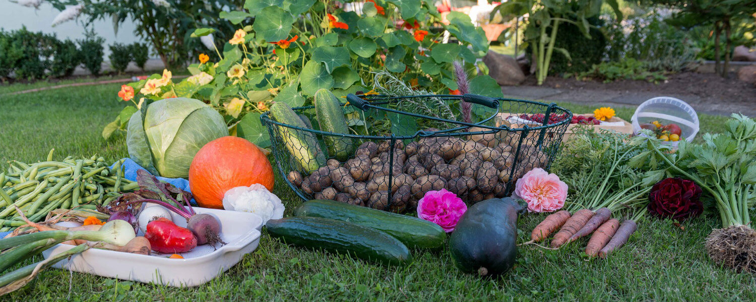 the-calming-effects-of-kitchen-gardening